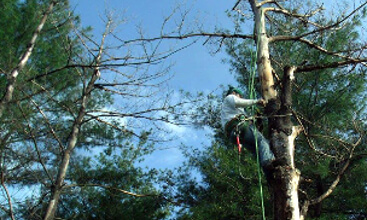 Tree Services for Tight Spaces